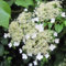 Hortense - Hortensia Petiolaris |– Maceta de 1.5 litro (Planta trepadora - Planta adulta) - Resistente a las heladas: excelente