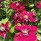Clematis Samen - Clematis florida, alte sorten saatgut Clematis Winterhart Mehrjährig Pflanze gartenpflanzen winterhart gartenpflanzen winterhart mehrjährig balkonpflanzen winterhart 250pcs