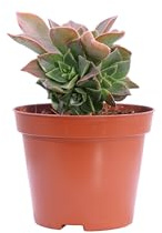 eGarden.store - Pianta di Aeonium Mix diverse varietà Altezza 5/8 cm Diametro vaso: 8 cm - Succulenta variopinta e variegata per arredare casa e ufficio (Mix 3)
