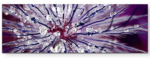 Paul Sinus Art Leinwandbilder | Bilder Leinwand 120x40cm violette Blume mit Tau – Nahaufnahme