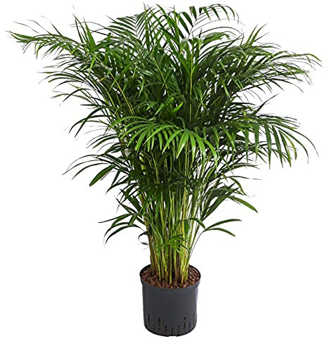 Dehner Goldfruchtpalme, in Hydrokultur, breit gefiederte Blätter, ca. 130 cm, Ø Topf 22 cm, Zimmerpflanze