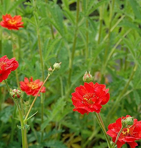 Nelkenwurz Feuerball - Geum chiloense - lebende Gartenpflanze aus den Baumschulen