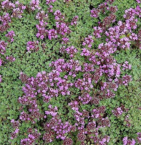Polsterthymian Pseudolanuginosus - Thymus praecox - lebende Pflanze aus der Baumschule