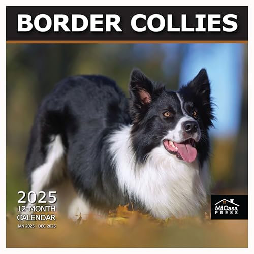MICASA PRESS Border Collies Wandkalender 2025, 12 Monate, 30,5 x 61 cm offen, dickes und stabiles Papier, Geschenk, Kalender 2025