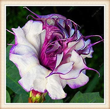 vegherb Lila: Angels' Trompete - Rosa Blumensamen 100Pcs Bonsai Blumensamen für Hausgarten Pflanze Lila