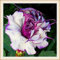 vegherb Lila: Angels' Trompete - Rosa Blumensamen 100Pcs Bonsai Blumensamen für Hausgarten Pflanze Lila