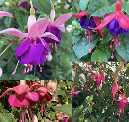 5 Plugs of Fuchsia (Mixed Varieties) Includes Postage