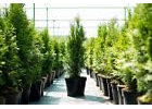 100st. Thuja Smaragd 70-100cm für 30m Hecke Lebensbaum Heckenpflanzen Edelthuja