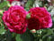 Strauchrose Soul ® (Container)