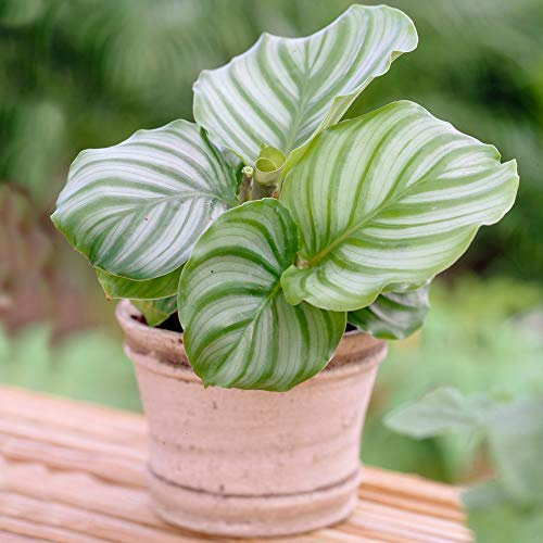 1 x Immergrüne Calathea Korbmarante | Zimmerpflanze Geschenk (30-40cm inkl. Topf)
