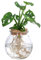 Plant in a Box - Monstera 'Affenmaske' im Glas – Fensterblatt – Hydrokultur – Zimmerpflanze im Wasser