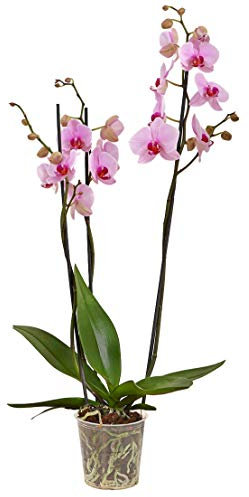 Dehner Schmetterlingsorchidee, dreitriebig mit rosa Blütenrispen, ca. 60-70 cm, Ø Topf 12 cm, Zimmerpflanze