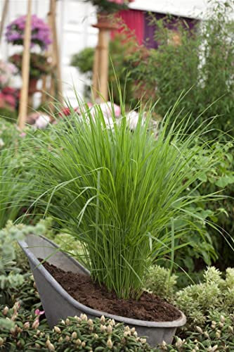 Panicum virgatum 'Northwind' P 0,5 Garten-Ruten-Hirse 'Northwind',winterhart, deutsche Baumschulqualität, im Topf für optimales anwachsen
