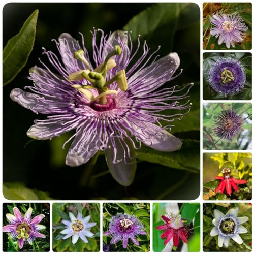 50 pcs passionsblume samen - schmetterlingswiese gartenblumen winterfeste pflanzen für balkon bienenweide saatgut gastgeschenk blumensamen garten pflanzen blumendeko bonsai bienenwiese