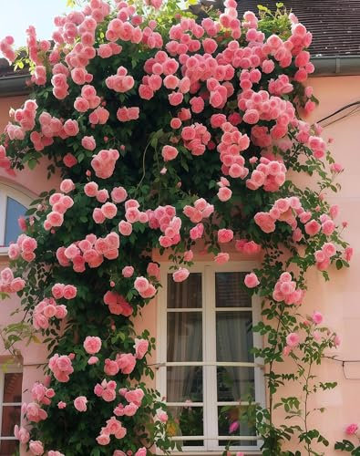 Graines de Rosier Grimpant Rose - 200 Graines Premium | Variété Parfumée et Résistante | Idéal pour Mur et Pergola | Plante Vivace (Adapté au Climat Français)