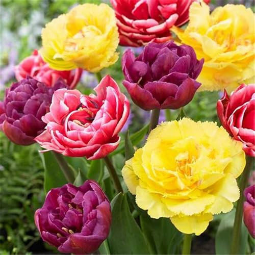 FáCiles De Cultivar. TulipáN Bulb Mezcla De Bulbos De TulipáN TulipáN Raro Flores Mezcla De Bulbos De TulipáN,Dobles Encantadoramente Fragantes-20bulbos-E