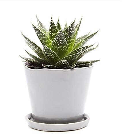 Chive – Big Tika Sukkulente Übertopf – 12,7 cm Keramik Blumentopf mit Ablaufloch und abnehmbarer Untertasse, hellgrau, 5l x 5w x 5h
