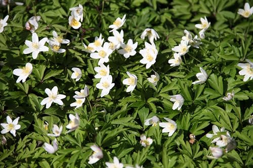 WASSERPFLANZEN WOLFF ° Anemone nemorosa - Buschwindröschen, weiß - QUALITÄTSSTAUDE im 9er Topf - winterhart