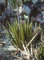 5 Samen von Agave parryi lechuguilla