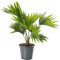 Livistona Fan Palm Large Indoor Tropical House Plant Real Evergreen Tall Plants (30-40cm Incl. Pot)