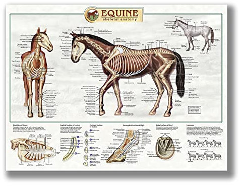 FHMDREUP Poster Anatomy of Horse, Pferdewissen, Bauernhof, Club, Schule, Bildung, Küche, Zuhause, Wanddekoration, Geschenk, ungerahmt, 40,6 x 61 cm