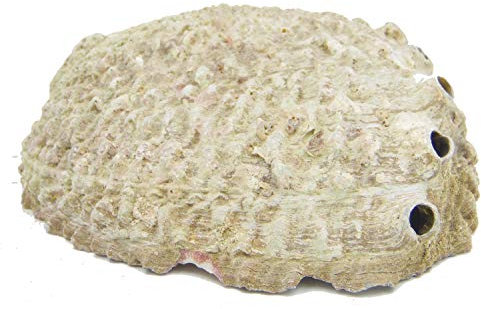 Räuchermuschel Abalone │ Seifenschale │ Räucherschale │ Deko-Vorschlag