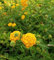 Lantana sellowiana Gialla/Arancio – Pianta Strisciante da Esterno in Vaso Ø14 cm – Fioritura Abbondante Primaverile-Estiva, Antizanzare Naturale – FOTO REALI