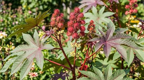 Roter Wunderbaum (Ricinus) – XXL Blätter – 30 Frische Samen (Bild KI generiert)