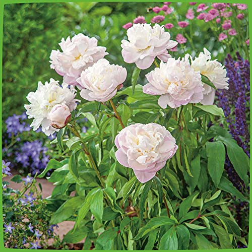 Pfingstrose Shirley Temple -Paeonia lactiflora- Außergewöhnlich, stark duftend und winterhart Blüten der Rose erst zart-rosa später perl-weiß Pflanze von Garten Schlüter