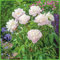 Pfingstrose Shirley Temple -Paeonia lactiflora- Außergewöhnlich, stark duftend und winterhart Blüten der Rose erst zart-rosa später perl-weiß Pflanze von Garten Schlüter