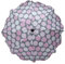 Skyline Ombrelle Parapluie pour Poussette Universelle Accessoire Zertifikat Anti UV 50+ Protection Soleil Adaptateur Parasol Diamètre 63 cm Rose pois