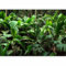 murando Photo Wallpaper Nature 343 x 256 cm / 135 x 96.5 Peel and Stick Self-Adhesive Foil Print Wall Mural Botany Plants Jungle Leaves b-B-0594-a-a