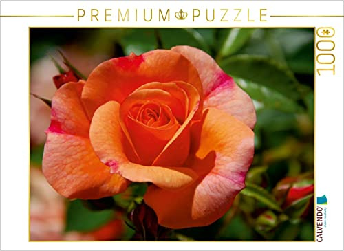 CALVENDO Puzzle EIN Motiv aus dem Kalender ROSENTRÄUME | 1000 Teile Lege-Größe 64 x 48 cm Foto-Puzzle für glückliche Stunden