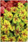 3 x Heucherella Hybride 'Alabama Sunrise' im 1 Liter Topf (Staude/Winterhart/Bodendecker/Mehrjährig/Immergrün) Purpurglöckchen/Heuchera - Gold, Orange, Rot – ein Blättertraum - von Stauden Gänge