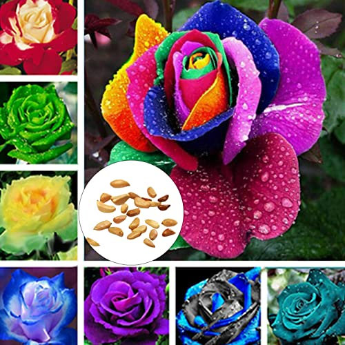 Rose Samen 300pcs / Tasche Rose Samen Gute Ernte Voller Sun Schnellanbau Dekorative blühende Bonsaisamen für Yard Mehrfarbig