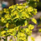 30 pcs wolfsmilch kaktus samen - Euphorbia pekinensis - samen, steingartenpflanzen winterhart wolfsmilch pflanze indoor plants for living room, nachhaltige geschenke sukkulenten, pflanzen