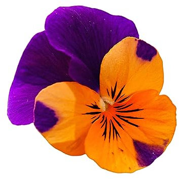 Winter Bedding Plants, 'Purple and Orange', 20 x Full Plants, Pansy Plants, Garden Flowers, Winter Pansies, Garden Ready and Ready to Plant, Premium Quality Flowers