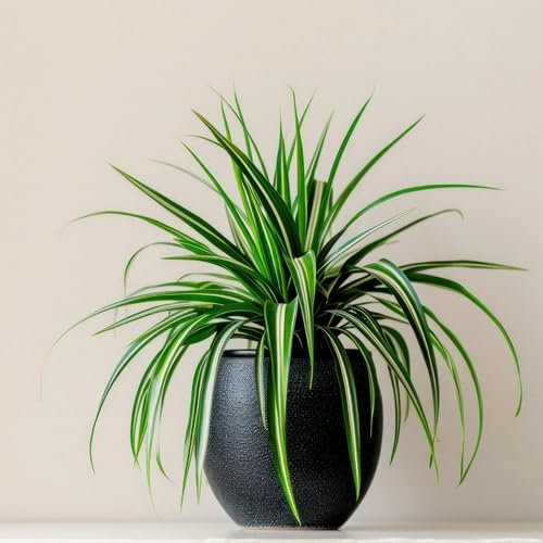 Lot de 30 nouvelles graines fraîches de chlorophytum