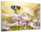 Bilderdepot24 Memoboard 60 x 40 cm | Tiere | Schmetterling auf einer Blume | abwaschbare Glas-Magnettafel mit Halterung Magneten Stift 1318