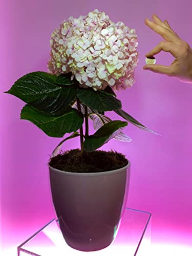 POWERS TO FLOWERS - ORTENSIA A FIORE GIGANTE CAMBIACOLORE, pianta vera
