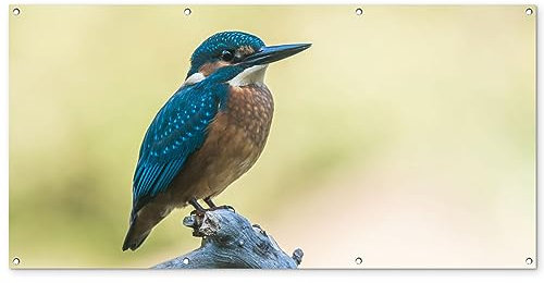MuchoWow Outdoor-Poster Poster Wanddeko draußen Deko Garten Gartenposter 160x80 cm Eisvogel - Zweig - Vogel