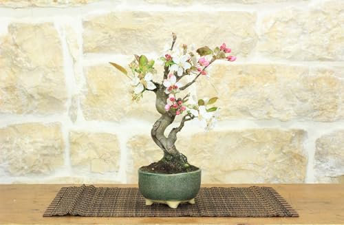 Bonsai di Melo selvatico (132)