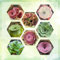 semillas de plantas suculentas de rosa montaña, Bonsái jardín interior plantas resistentes para balcones Planta cobertura del suelo, perenne y resistente, con flores jardín. decoración 150pcs