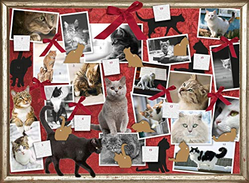 Katzen - Freunde auf Samtpfoten (Adventskalender)