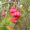 50 Pcs Euonymus Fortunei Samen - Euonymus Japonicus - Bodendecker Gartenkräuter (Euonymus Alatus) Kräutergarten, Wohnzimmer Deko Heilkräuter Winterharte Kübelpflanzen Küchenkräuter
