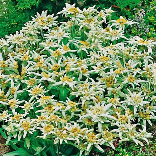 Alpenedelweiß - Leontopodium alpinum - Staude im Topfballen