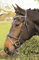 Hans Melzer Horse Equipment Trense Mechtersen, braun/silber, Warmblut