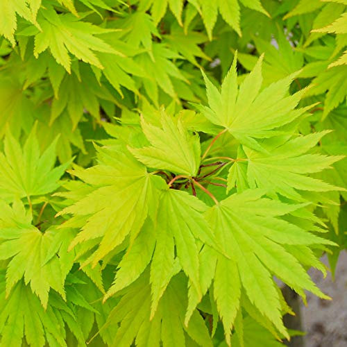 Acer shirasawanum 'Jordan' | Japanese Maple Deciduous Potted Trees for Small Gardens | Premium Bushy Plant Shrub Tree in Pot (80-100cm (Incl. Pot))