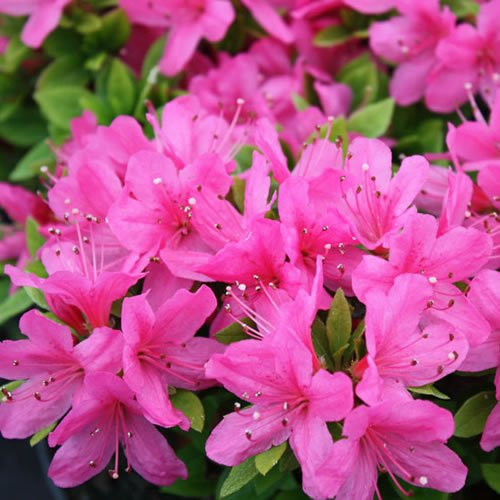 1 pianta resistente di azalea 'Geisha Pink', arbusto sempreverde giapponese in vaso.