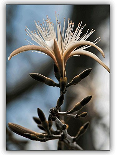 Kartenkaufrausch 1 Geburtstagskarte: Edle Fotokunst Grußkarte: Phantastische Blüte zum Geburtstag, Geschenkkarte • schöne Glückwunschkarte mit Umschlag geschäftlich & privat